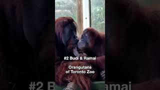 Top 5 Cutest Animal Couples