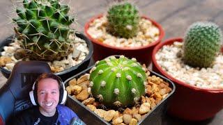 KNekro intentando resucitar a su Cactus 