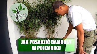 Jak posadzić bambusy w pojemniku