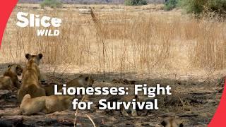 Lionesses: Battle for Survival in Tanzania | SLICE TRAVEL | FULL DOC