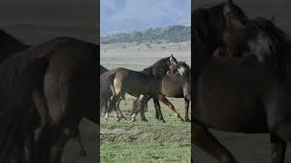 How horses mating | animals mate | mating period | wild animals