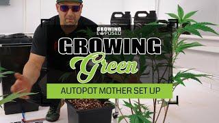 I Set My Mother Plants Up On Automation Using Autopots | Growing Green Vol 14