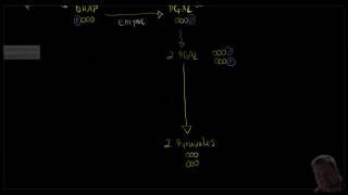 La respiration cellulaire (1/3) : la glycolyse