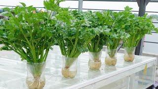 No soil, no watering required, growing Celery doesn't cost anything