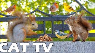 CAT AND DOG TV  Birds, Chipmunks, Squirrels, And The Fall Maple Leaves  Help Cat Reduce Stress