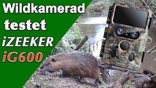 Wildkamera Test iZEEKER iG600 am Spielplatz der Biber -Part1-