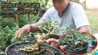 Restorasi Sancang Mame Split Trunk | Premna Microphylla