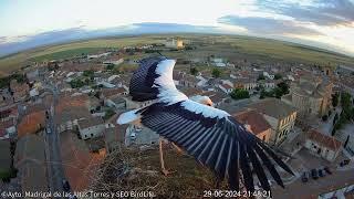 ¡A PUNTO DE VOLAR! - Madrigal de las Altas Torres - Nido de cigüeña nº 1