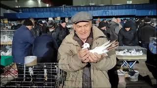 ярмарка голубей сборная Москва 26.10.2024