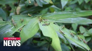 Swarms of locusts attack crops in southern parts of China