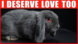 14 Ways to Tell Your Rabbit You Love Them