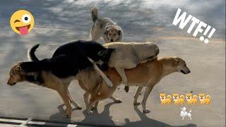 Dogs doing 4some | 4 male dogs have a fun with female dog and want to have her by force