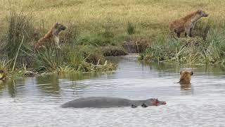 Hippo Vs hyena clan - hippo defends calf's corpse