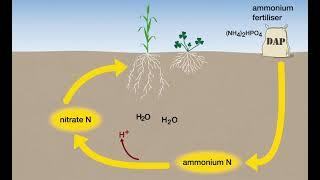 Soil Acidity from nitrogen transformations