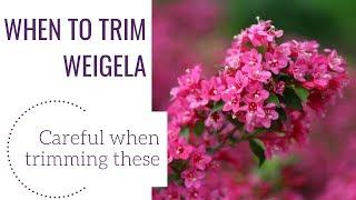 When to Trim Weigela | www.gardencrossings.com