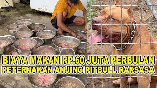 Sebulan Rp.60 Juta Buat Makan Di Peternakan Anjing Pitbull Raksasa Terbesar Di Indonesia