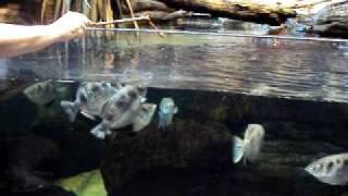 Aquarium Adventures - Archer Fish