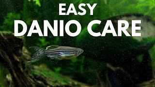 How to Care for Zebra Danios