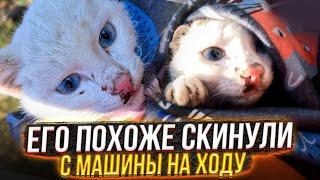 "Ее протащило будто" Нашли за городом раненого и измученного, голодного котенка.В конце ШОК