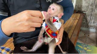 Baby monkey Tina is sad and her mother lets Tina walk to relieve stress