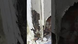 Fix the rot! #homeimprovement