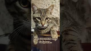 Как говорила моя бабушка...)))#cat #кот #юмор #animals #прикол #funny #котики #бабушка #деньги #кіт