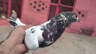 Lakhay Ferozpuri Home Breed Kabootar | Hashim Mahmood Pigeons