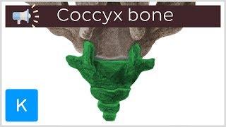 Coccyx bone | Anatomical Terms Pronunciation by Kenhub