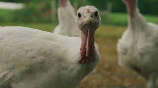 Pogue Family - Organic Turkey Farmers