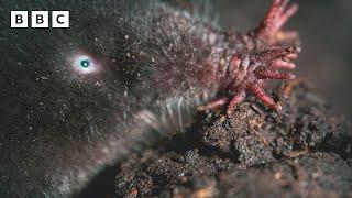 This star-nosed mole has SUPERPOWERS  | Mammals - BBC