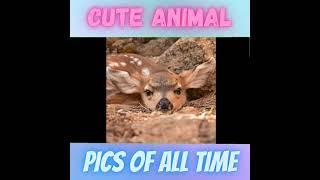 Top 5 Cute Animal Pics Of All Time | Part 1