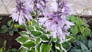 #хоста / Цветут популярные хосты Патриот(лат.hosta Patriot) и Франси (лат. hosta Francee)