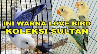 KOLEKSI SULTAN :  INI WARNA LOVE BIRD LANGKA & MAHAL HARGA BELASAN JUTA