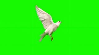 GREEN SCREEN Dove birds Flying effects HD No copyright | chroma key dove pigeon