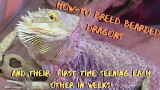 Breeding Bearded Dragons!