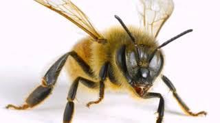 صوت النحلة  'دوي  و طنين'_La voix de l'abeille_The voice of the bee