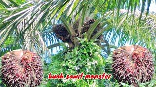 panen sawit buah monster super besar