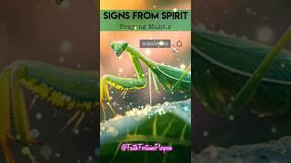 Praying Mantis Signs from Spirit #shorts #prayingmantis #spiritual