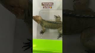 Rhinoceros  iguana versi sultan semoga bisa punya next  #reptiles #iguana #biawak #gecko #salva