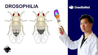 How to draw Drosophila in Inkscape