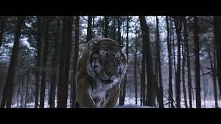 The Tiger an old hunter's tale whatsapp status|Revenge of the last surviving Tiger|