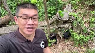 Happy father's day wish from Dr. Wong, CEO & Founder of the Bornean Sun Bear Conservation Centre