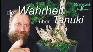 Wahrheit über Tanuki -Bonsai