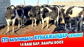 14 баш СҮТ багытындагы КУНААЖЫНДАР сатылат ~ Бары БООЗ. Ден-соолуктары жакшы