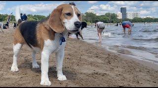 Oliver meets his fans at the beach