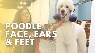 Poodle Face, Ears & Feet