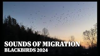 Blackbird Migration Spring 2024 - Roc's Roost IRL
