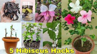 5 hacks for Hibiscus plant | Hibiscus grafting, Mealybugs treatment [CC]