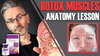 MUSCLE ANATOMY: How to avoid side effects & maximise Botox efficiency [Aesthetics Mastery Show]