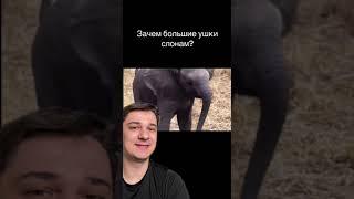 Зачем слонам такие уши | СМИТАП | #shorts #егэ #биология #школа #животные